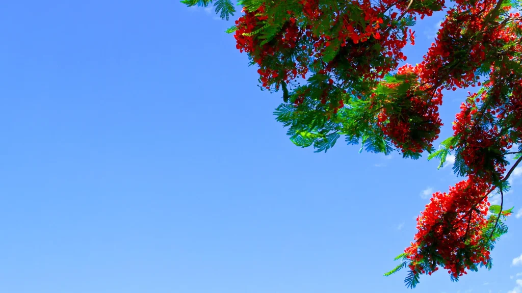 Fleur de flamboyant sur l'île de La Réunion à la période de Noël