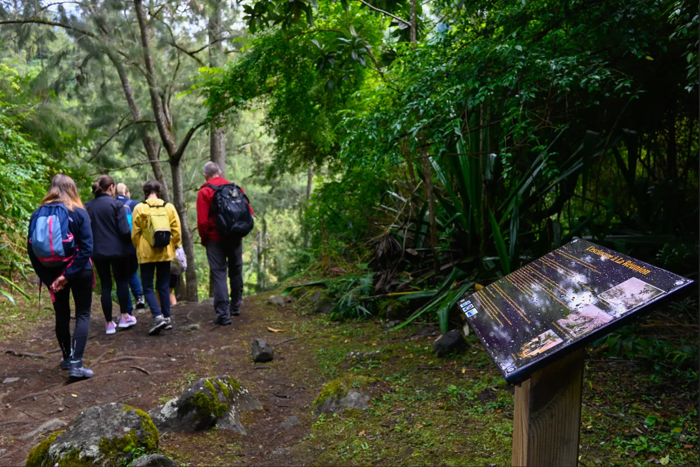 Guided hike to the origins of Piton des Neiges