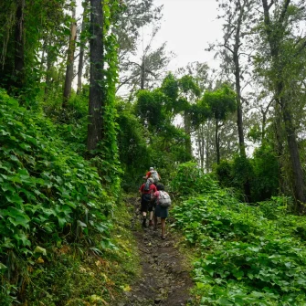 Randonnée guidée au Piton d’Anchaing