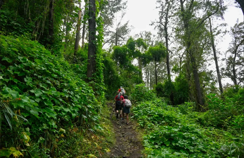 Randonnée guidée au Piton d’Anchaing