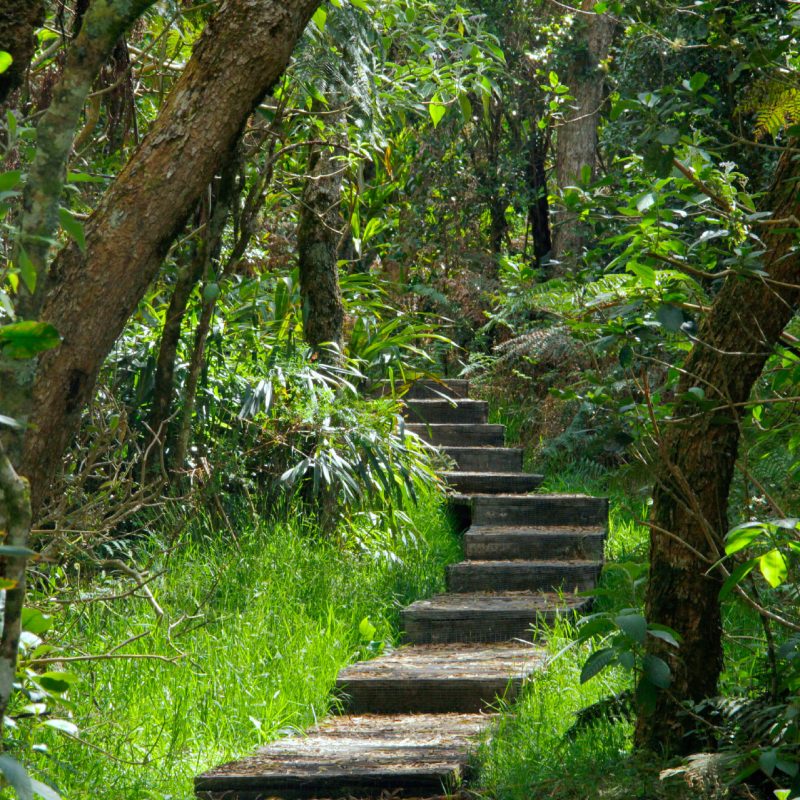 Forêt de Bélouve à Salazie