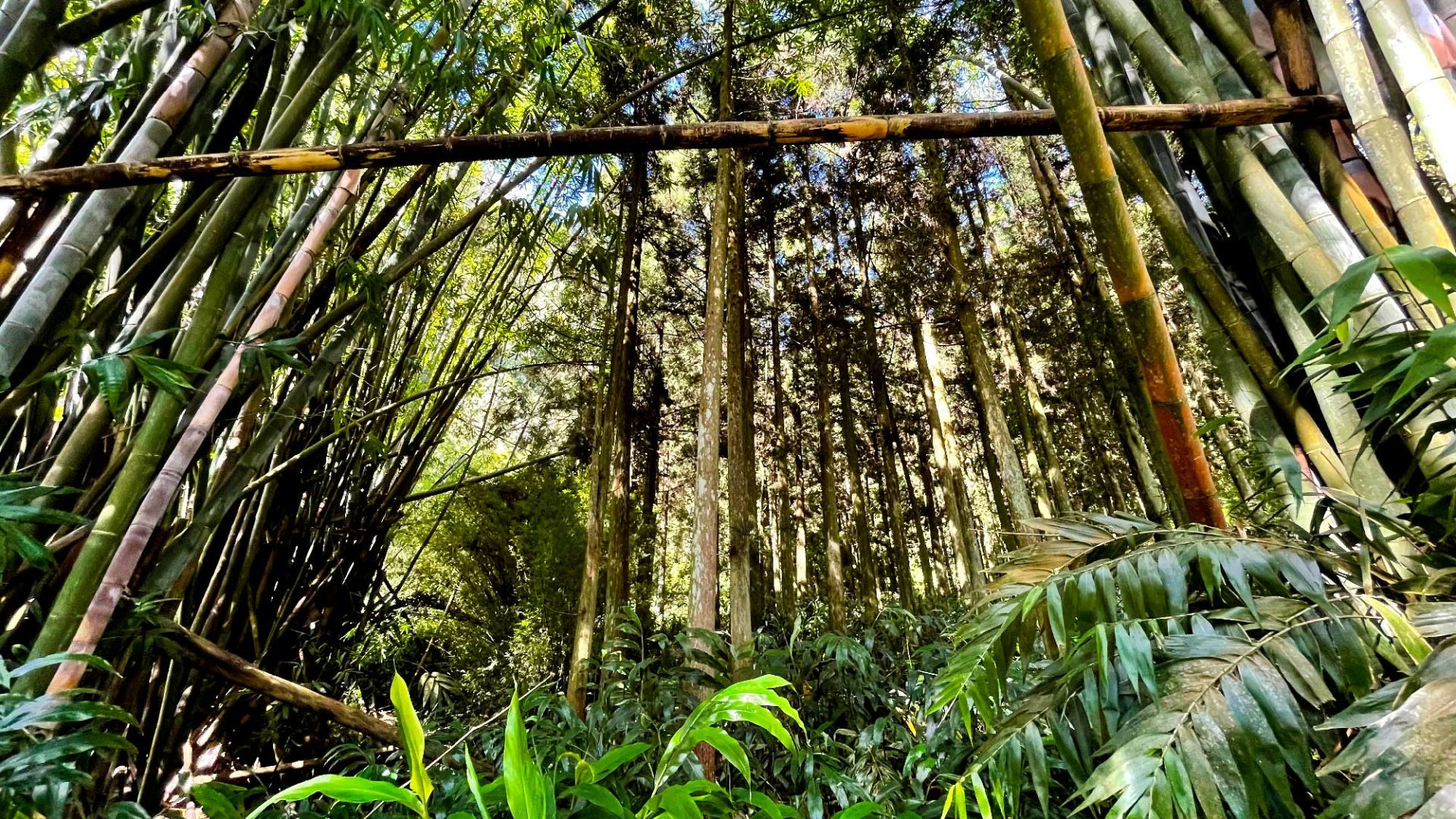 Bosque de bambú en Salazie - Los bosques del este de Reunión