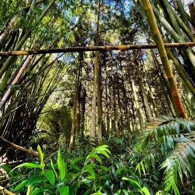 Bamboo forest in Salazie - The forests of eastern Reunion