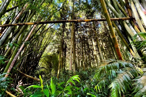 Salazie 的竹林 - Reunion 东部的森林