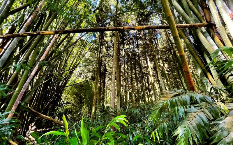 Forêt de bambous à Salazie - Les forêts de l'Est de La Réunion
