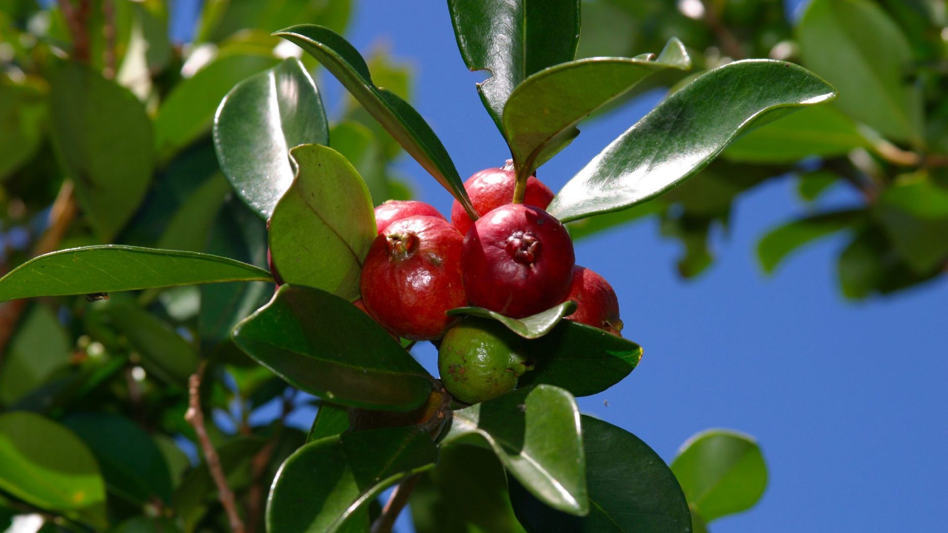 Guava trees, Plain of Palmists