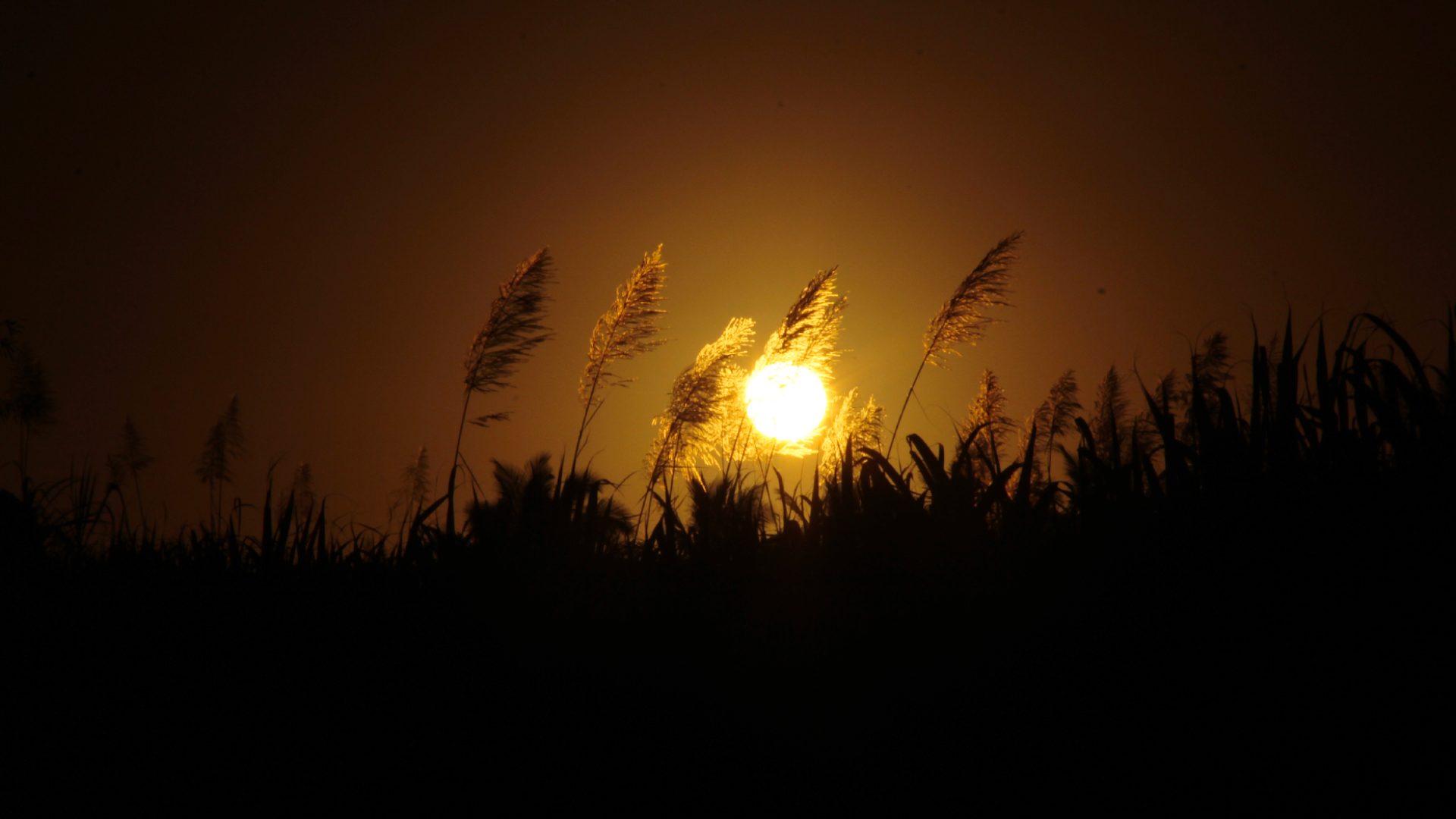 Levé de soleil au travers d'un champ de canne à Saint-Benoît, dans l'Est de La Réunion - Les incontournables de l'Est de La Réunion