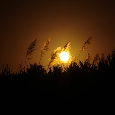 Amanecer a través de un cañaveral en Saint-Benoît, en el este de Reunión - Las visitas obligadas del este de Reunión