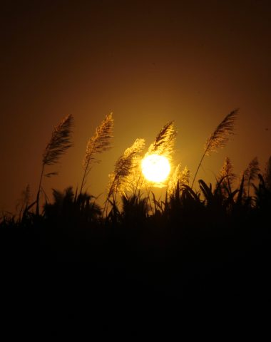 Amanecer a través de un cañaveral en Saint-Benoît, en el este de Reunión - Las visitas obligadas del este de Reunión