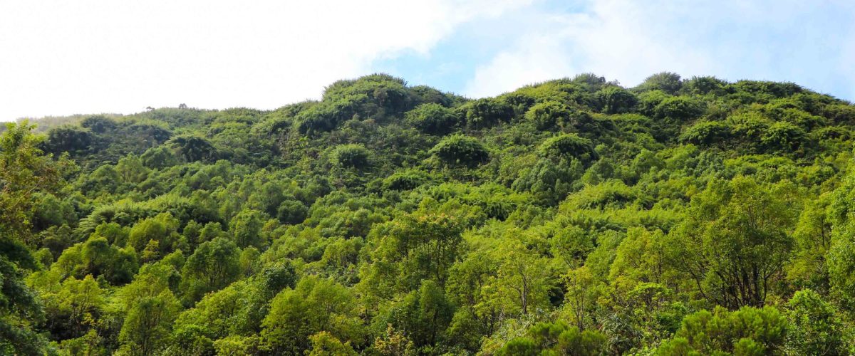 Bosque Edén en Bras-Panon