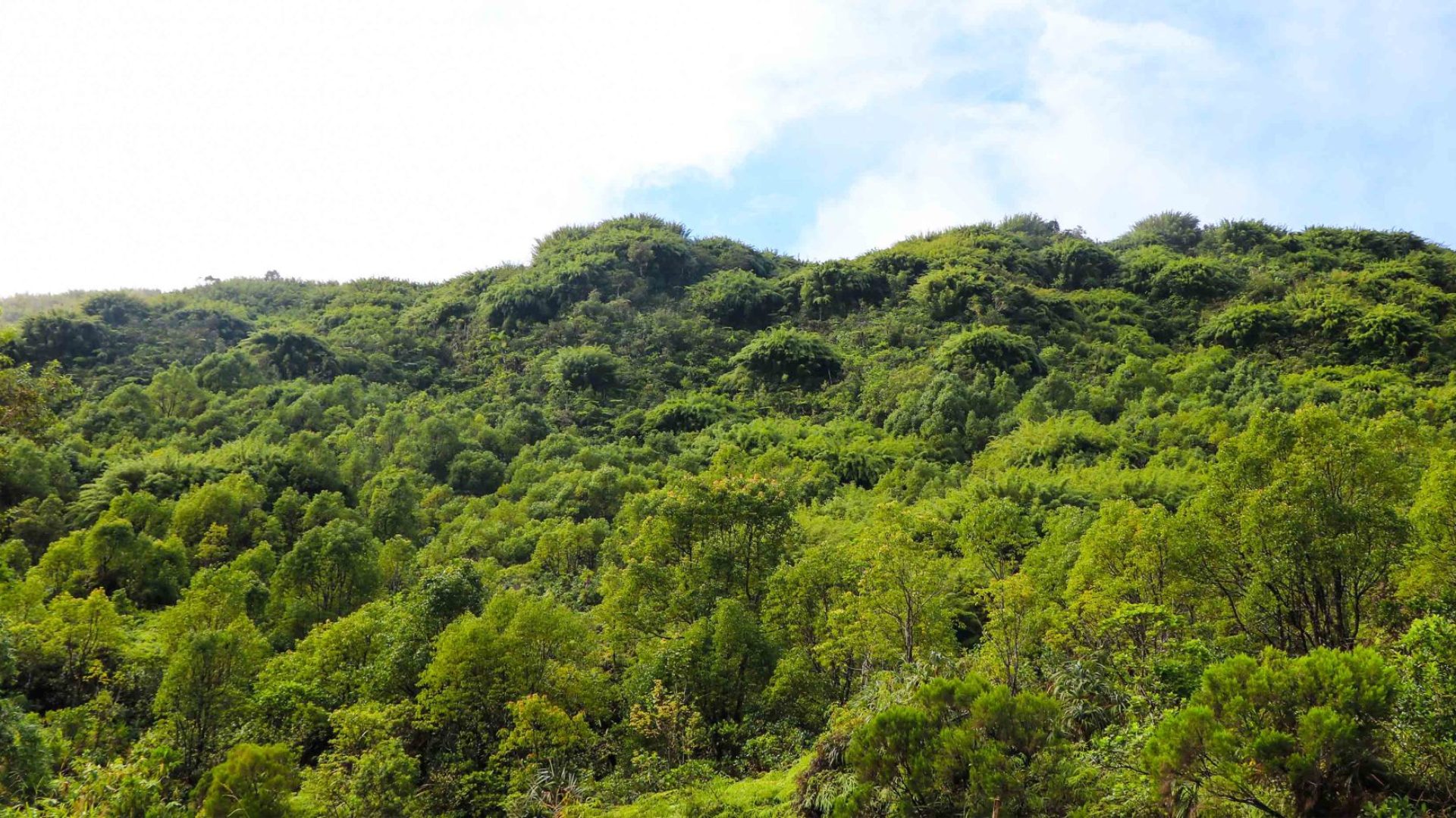 Eden forest in Bras-Panon