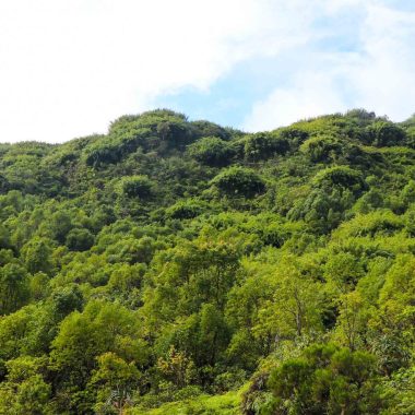 Wald Eden in Bras-Panon