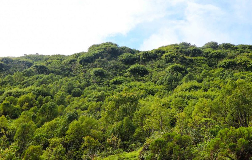 Wald Eden in Bras-Panon