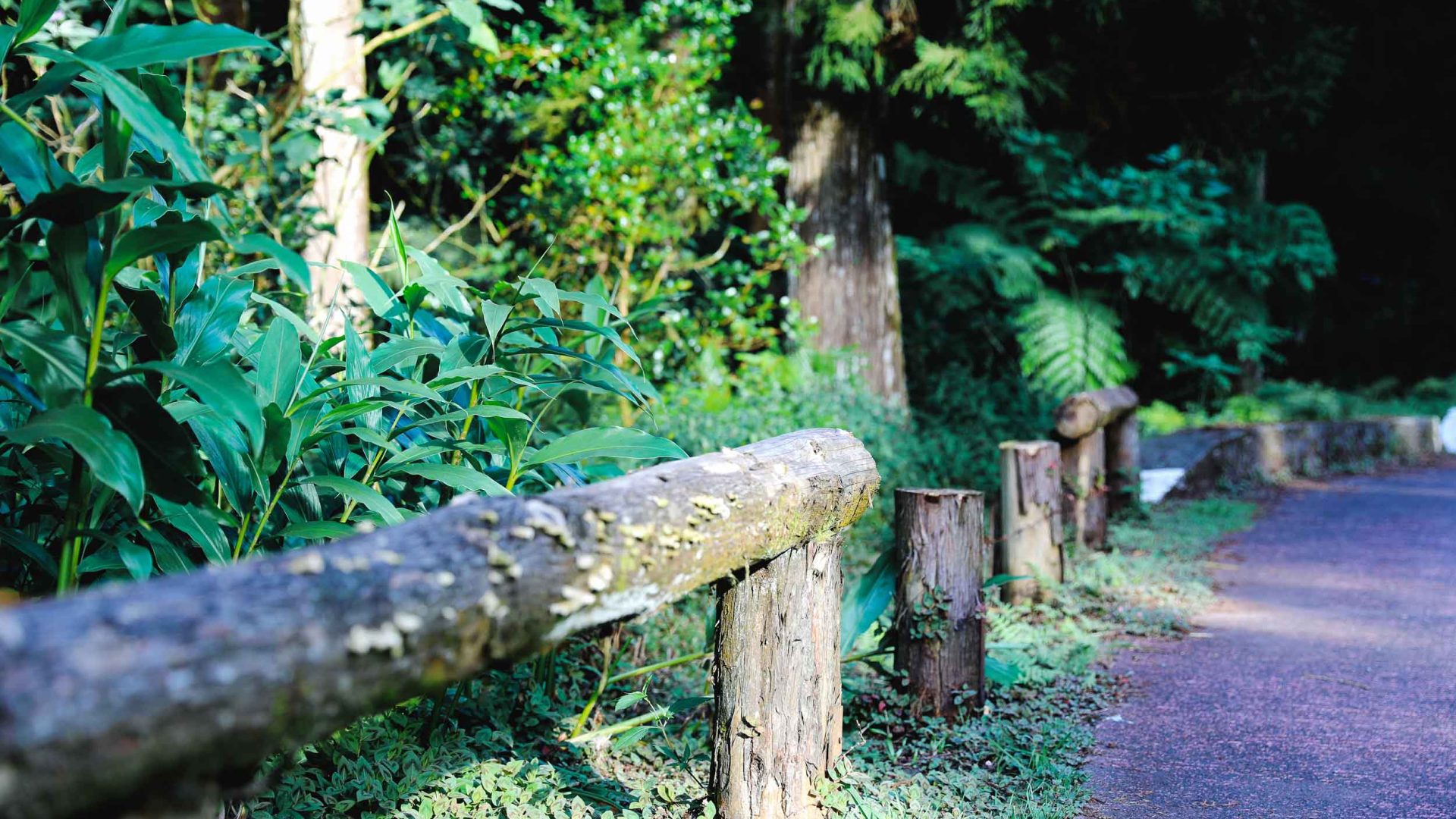 Wald von Bébour bis zur Ebene der Palmen entlang der Straße