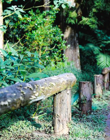 Forêt de Bébour à la plaine des palmiste bord de route