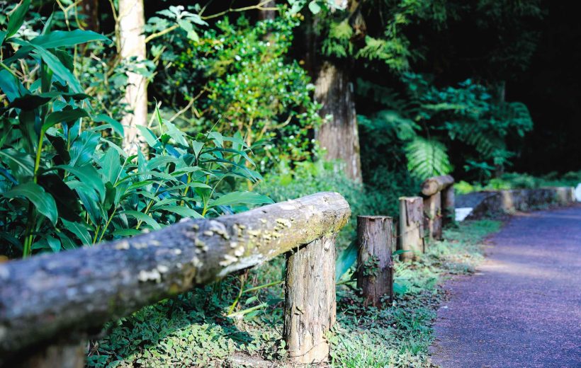 Forêt de Bébour à la plaine des palmiste bord de route