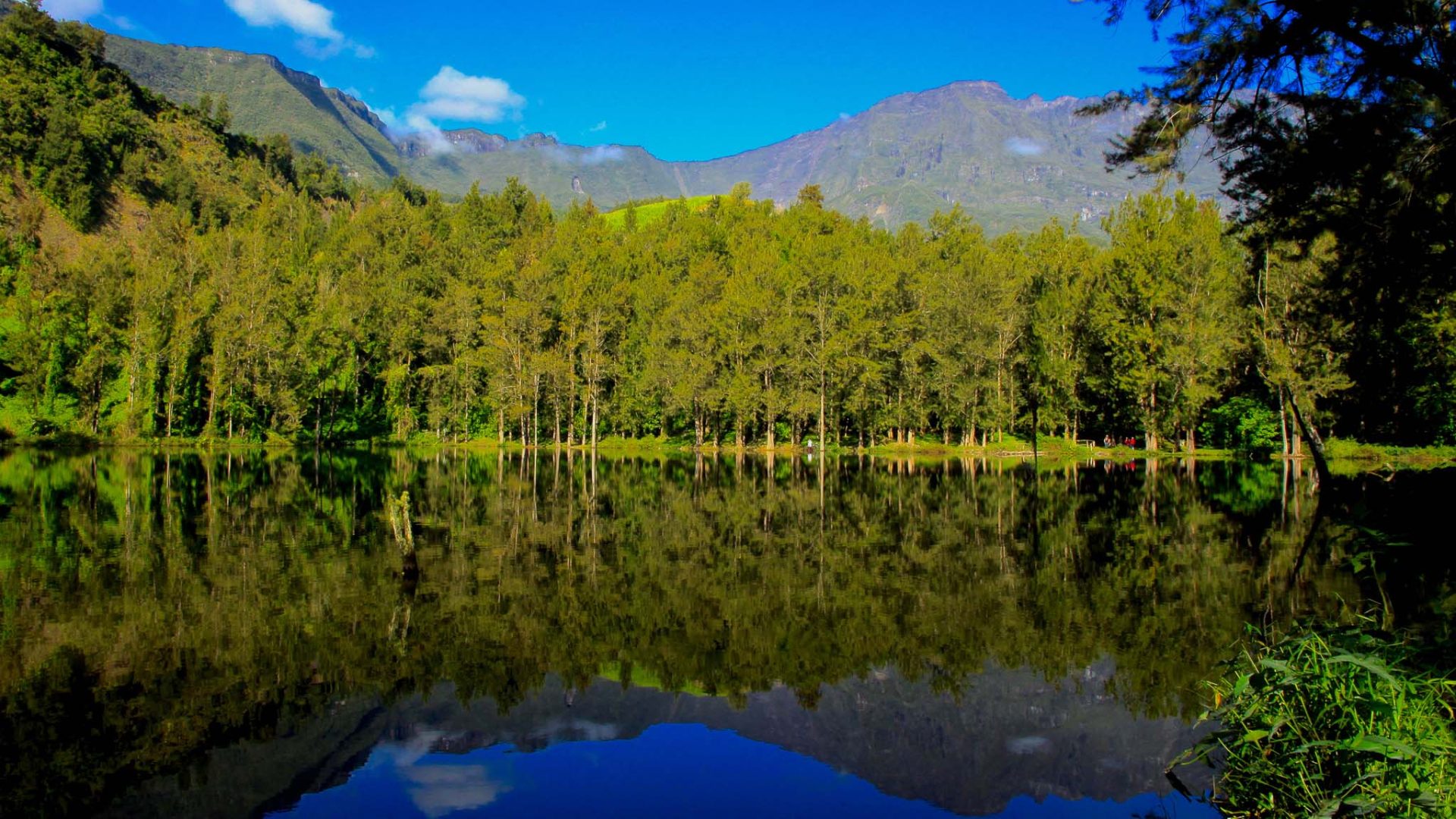 Moorhen pond in Salazie