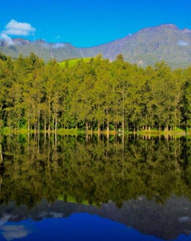 Moorhen pond in Salazie