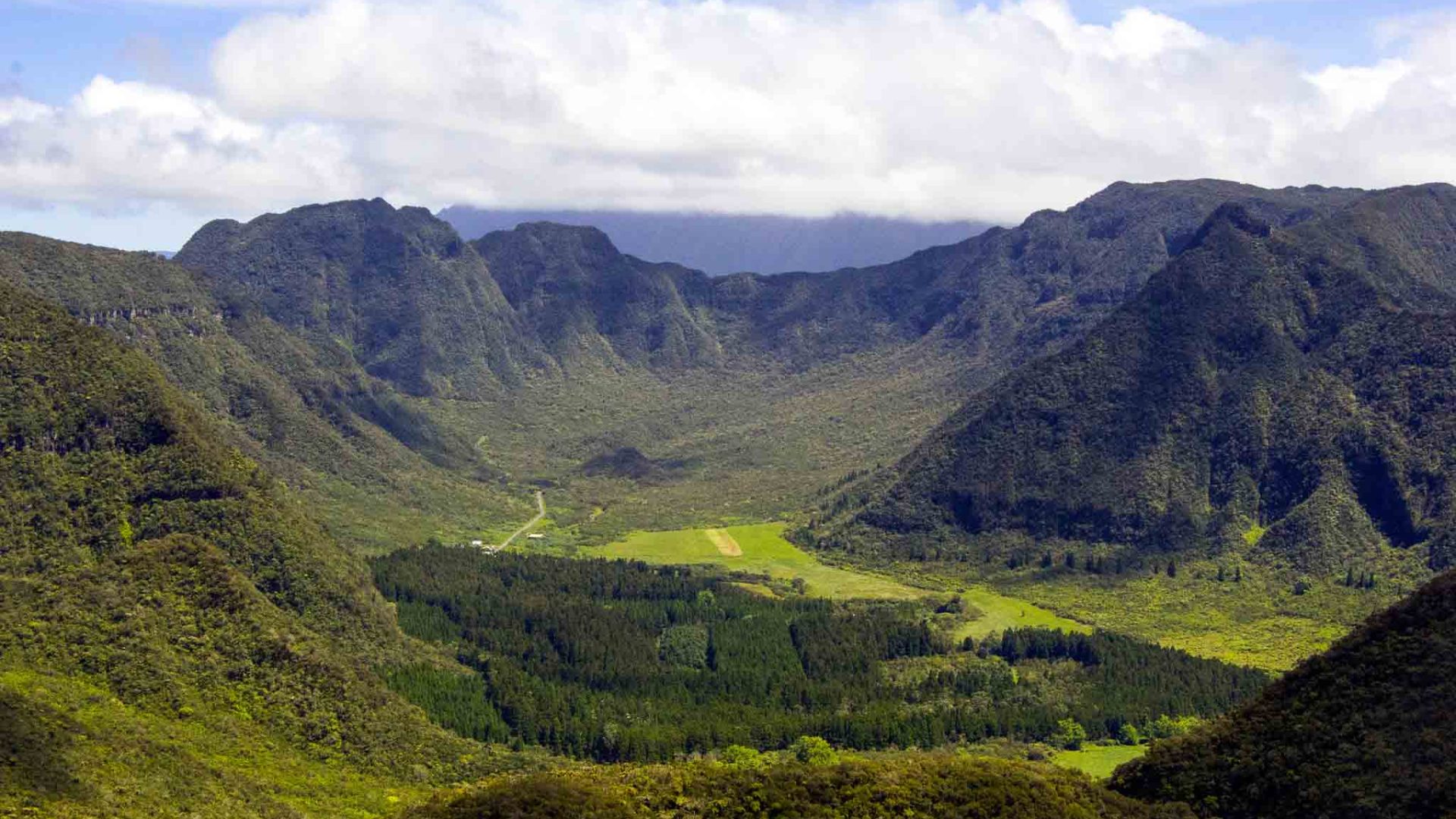 Llanura de palma panorámica