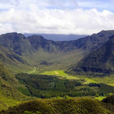 Llanura de palma panorámica