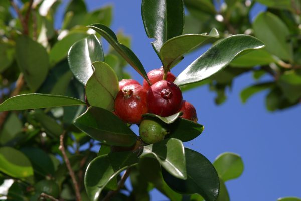 Guava trees, Plain of Palmists