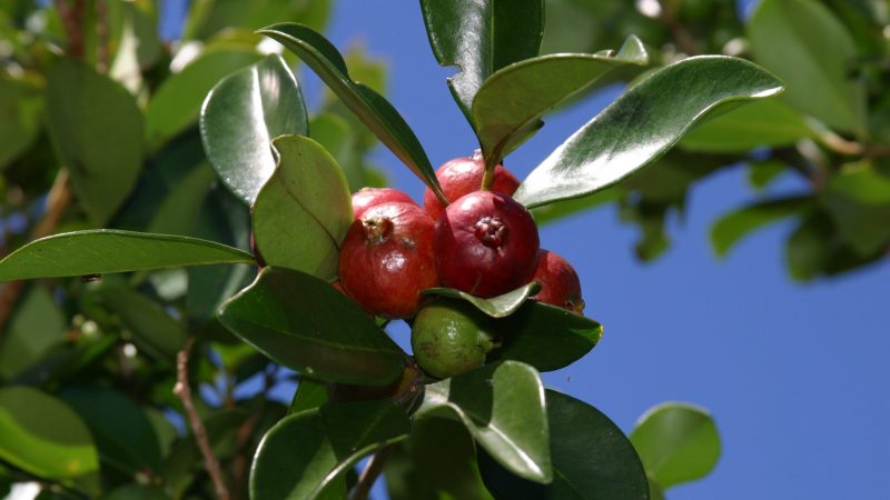 Guava trees, Plain of Palmists