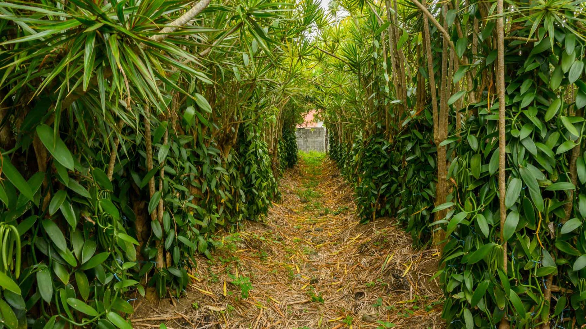 Plantation Roulof à Saint-André