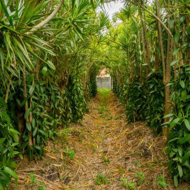 Plantation Roulof à Saint-André