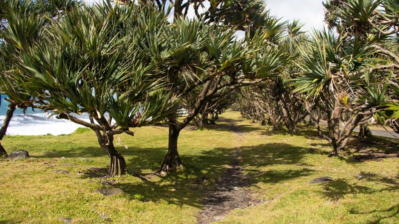 Camino a lo largo de la costa - paseo por las orillas del Bras-Panon