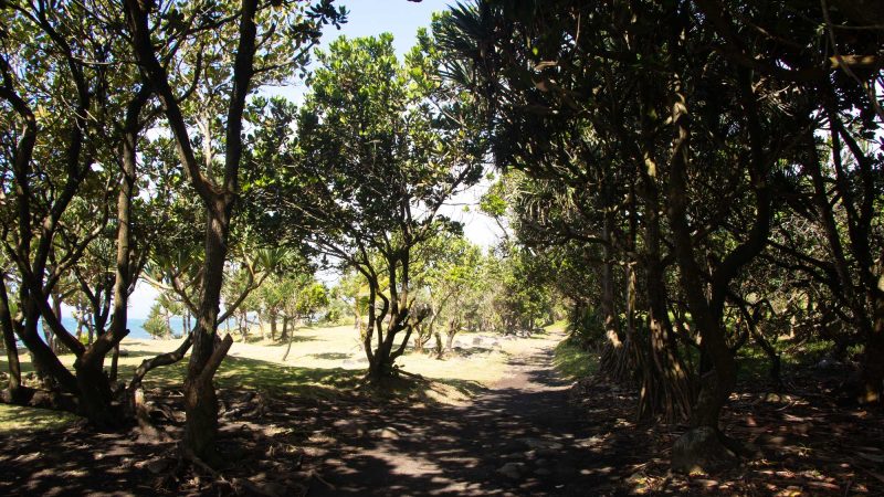 Weg entlang der Küste in Bras-panon – im Schatten der Bäume