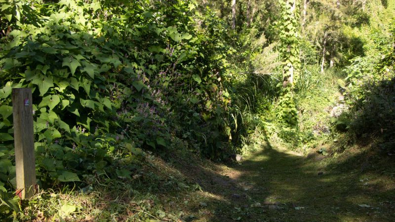 Début de sentier à Salazie