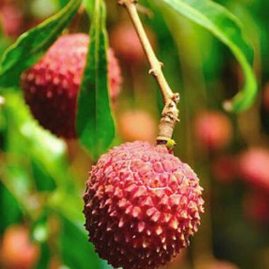 Photo of lychees or lychees - Saint-Benoît litchi