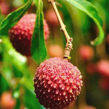 Photo de letchis ou litchis - le letchi de Saint-Benoît