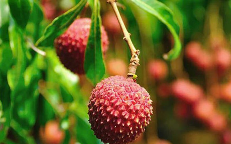 Photo de letchis ou litchis - le letchi de Saint-Benoît