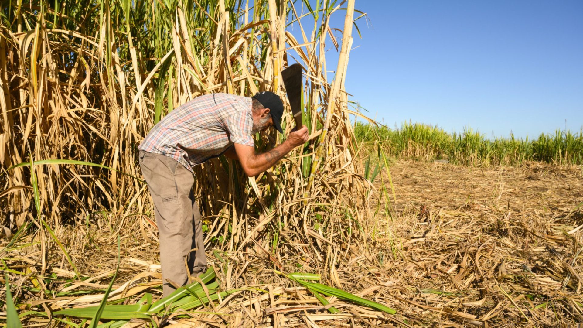 Sugar cane cutter at work - Sugar cane and rum