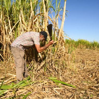 Sugar cane cutter at work - Sugar cane and rum