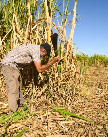 Sugar cane cutter at work - Sugar cane and rum