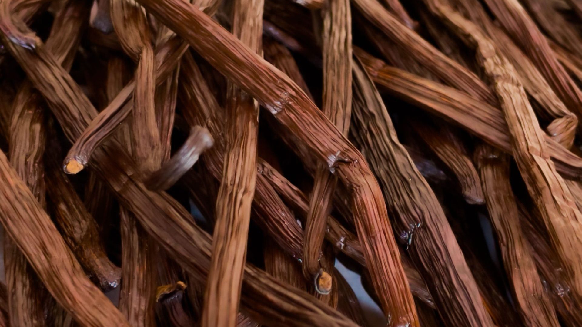 Gros plan de gousses de vanille à la Coopérative Vanille à Bras-Panon - La vanille de Bras-Panon