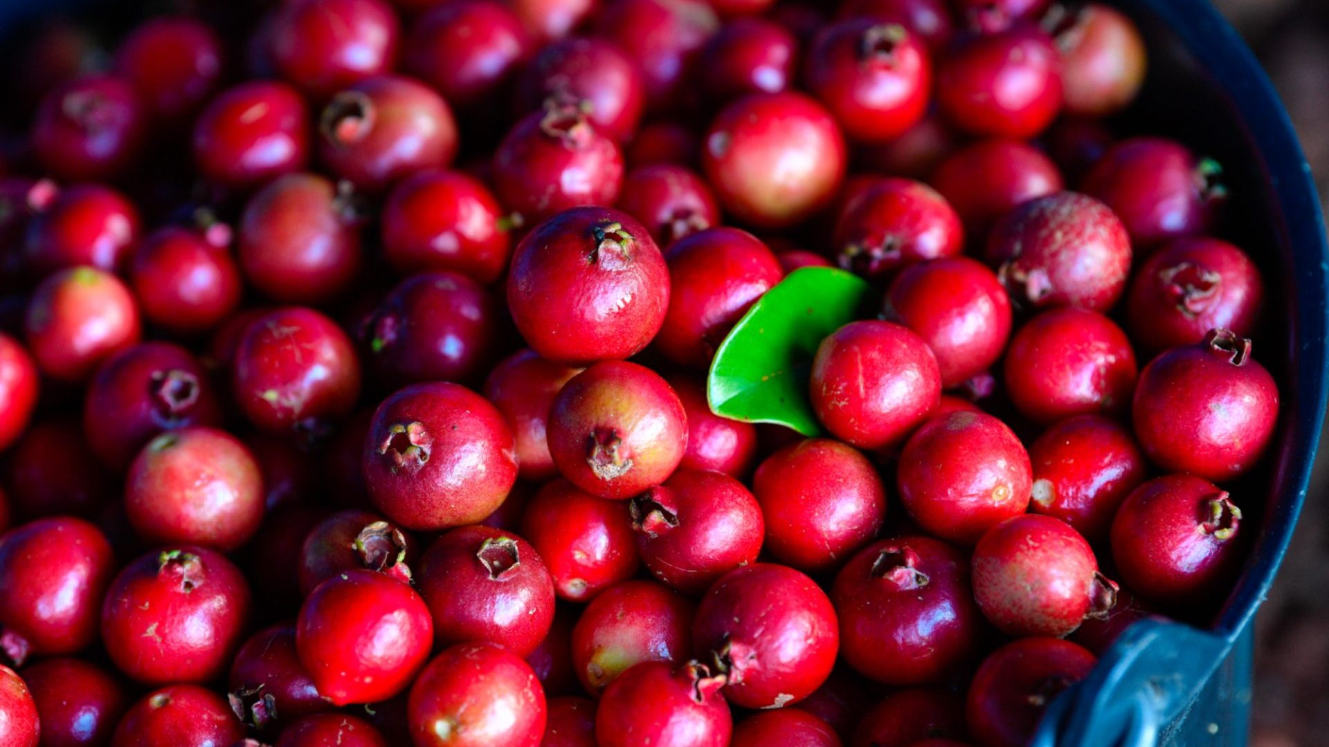 Photo of the Plaines des Palmistes guava trees - Verger Delatre