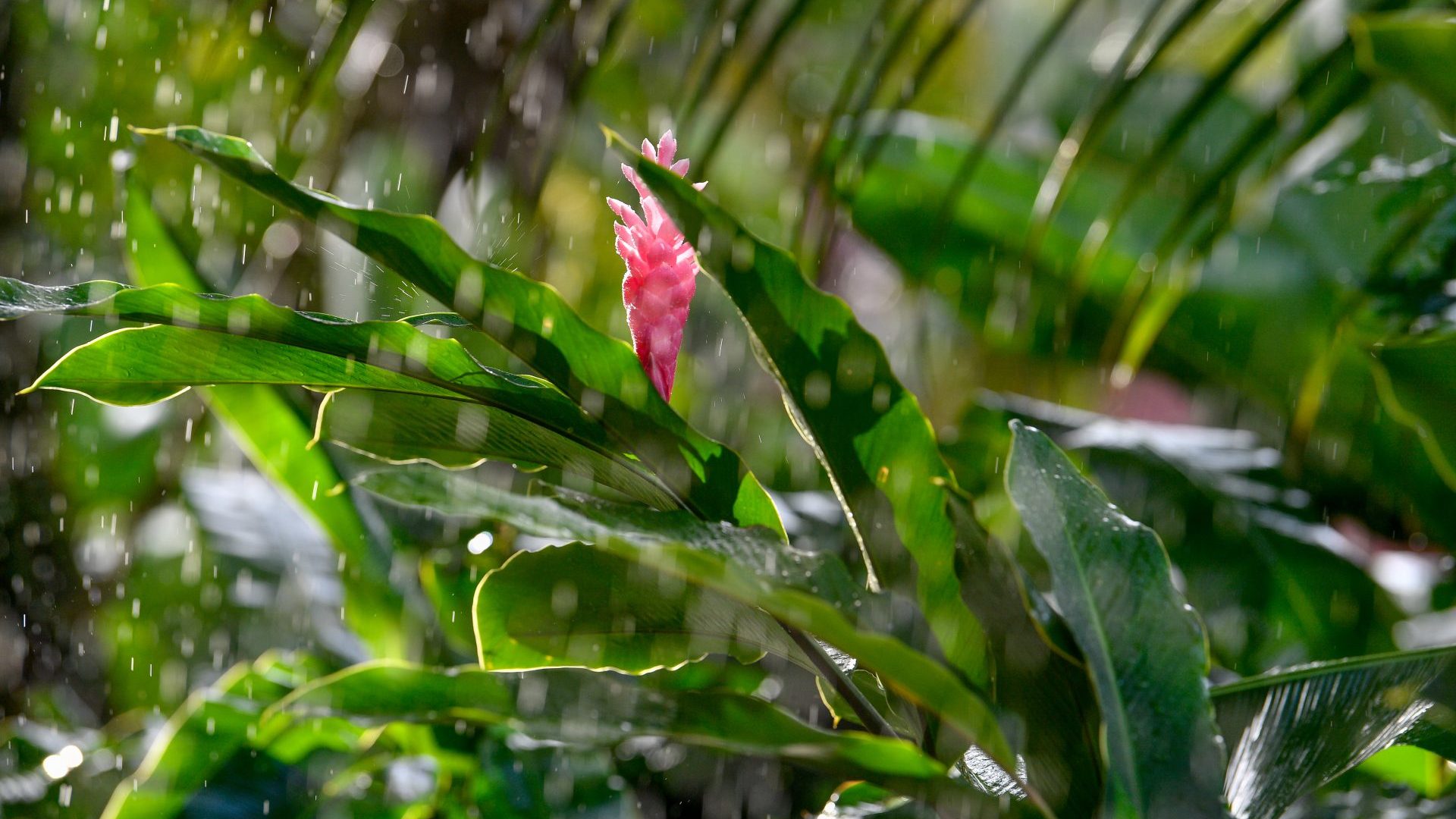 Alpinia purpurata in the rain