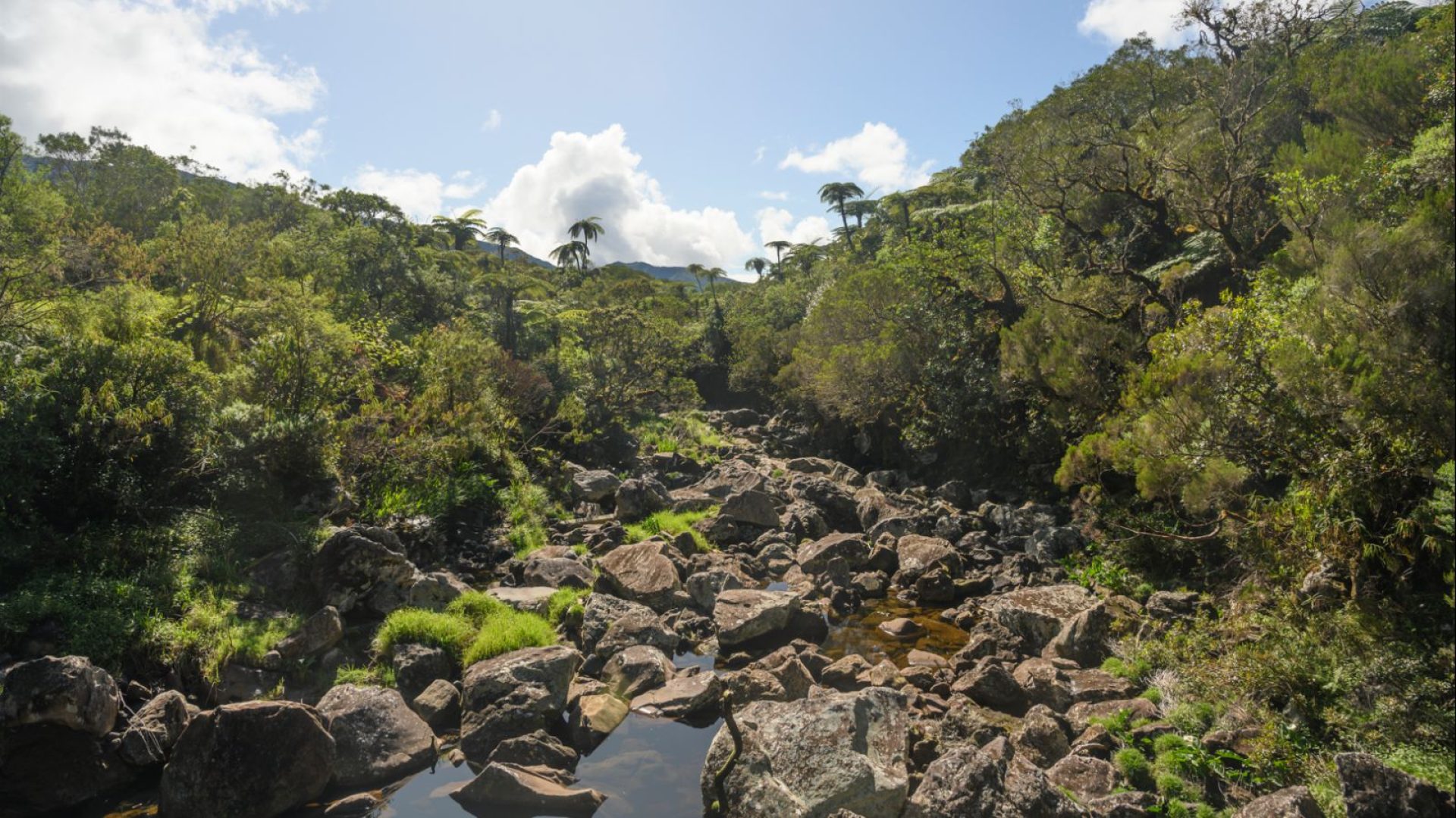 Llanura de Palmistas