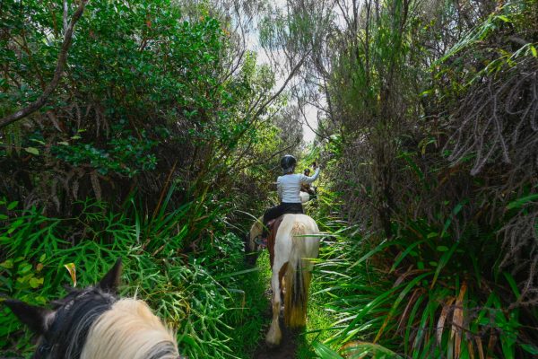 在 Palmistes 平原的森林里骑马