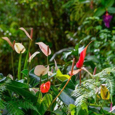 Garden of the Maison Folio